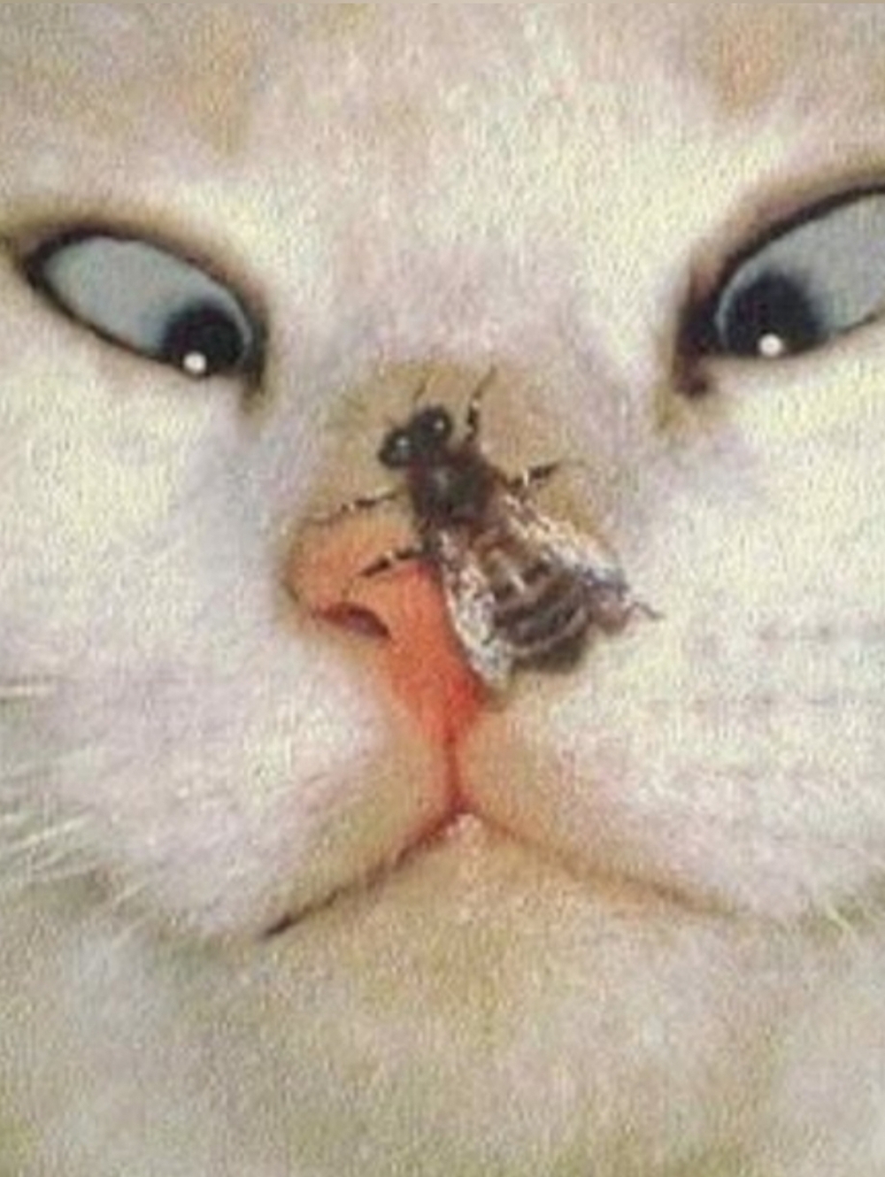 🐈‍⬛POOKIEONE QR CODE🐈‍⬛